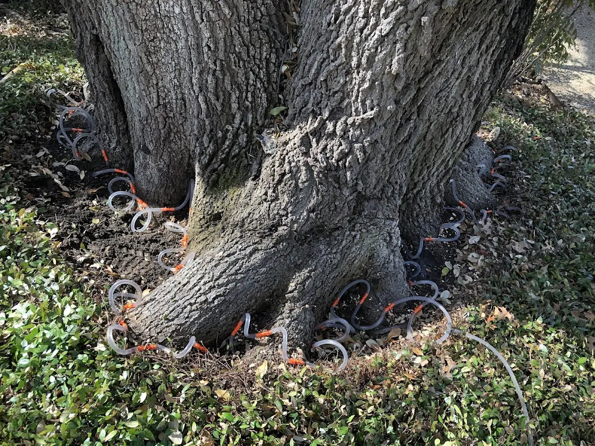 Detailed Tree Cabling and Bracing job site in North Wilkesboro