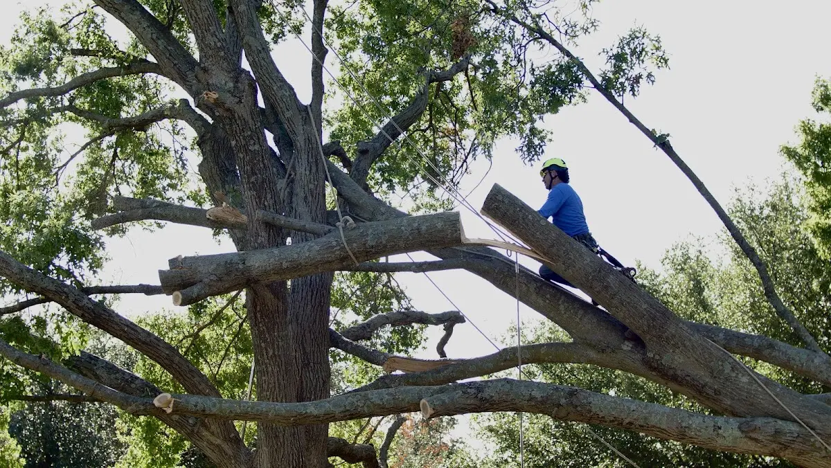 Professional Crown Thinning performed by certified arborists in North Wilkesboro