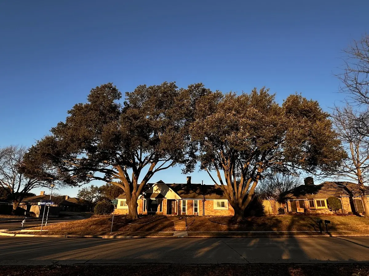 Established residential canopy tree shading a home in North Wilkesboro